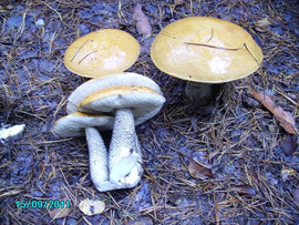 Griby-sushenye-Podosinoviki-4