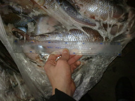 Вобла 400гр-1кг Казахстанская свежемороженая оптом 2