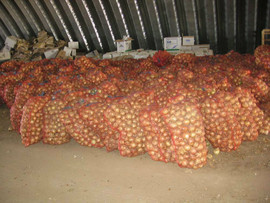 Лук репчатый оптом 5