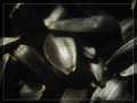 Калиброванная семечка подсолнечника