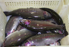 Радужная форель оптом охлаждённая 2