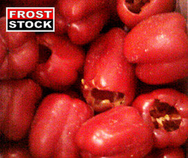 Перец (очищенный, трехцветный) 2