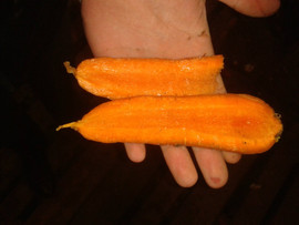 Морковь тупоносая оптом 3