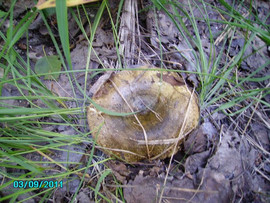 Gruzdi-chernye-solenye-bochkovye-3