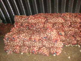 Лук репчатый оптом 6