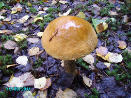 Griby-sushenye-Podosinoviki-5