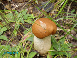 Griby-sushenye-Podosinoviki-10