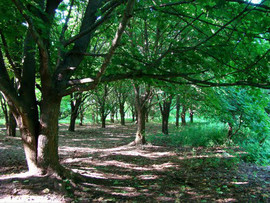 Земельный участок рядом с Южной игорной зоной на Черном море! 7