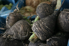 Редька крупным оптом от производителя с доставкой