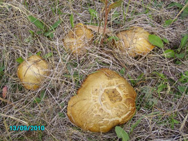 Griby-sushenye-Maslyata-2