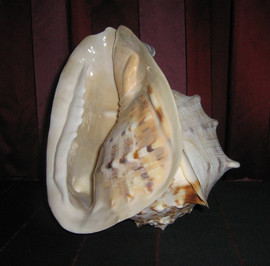 ракушка из океана 2