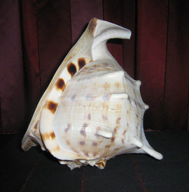 ракушка из океана