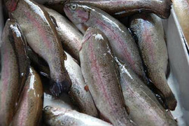 Радужная форель оптом охлаждённая 3