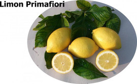 Цитрусовые фрукты из Испании. 2