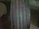 Prodam-dve-gruzovye-shiny-bu-Michelin-XZE-2-30570-R195