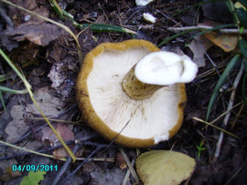 Gruzdi-chernye-solenye-bochkovye-9