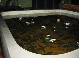 Икра черная осетровая оптом 2