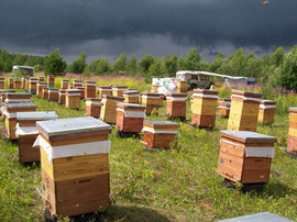 Натуральный мед оптом от производителя 3