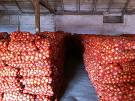 Лук крупным оптом от производителя с доставкой 2