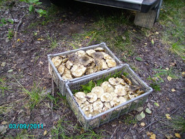 Gruzdi-chernye-solenye-bochkovye-4