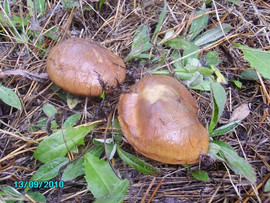 Griby-sushenye-Maslyata-6