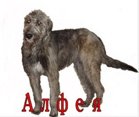 Ветеринарным врачам