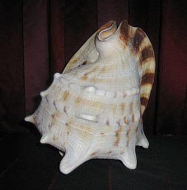 ракушка из океана 3