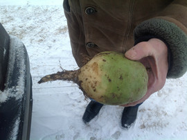 Редька крупным оптом от производителя с доставкой 2