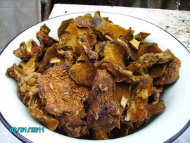 Griby-sushenye-Maslyata-3