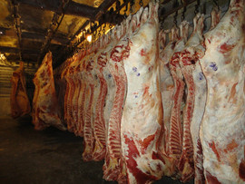 Говядина в полутушах оптом с бойни - от 5 тонн 3