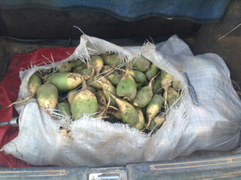 Редька крупным оптом от производителя с доставкой