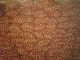 Лук репчатый оптом 4