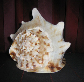 ракушка из океана 4