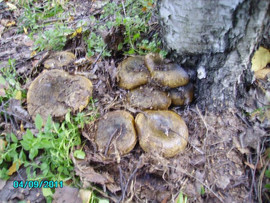 Gruzdi-chernye-solenye-bochkovye