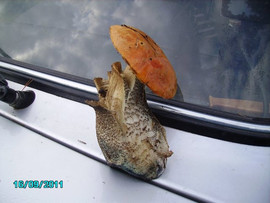 Griby-sushenye-Podosinoviki-9