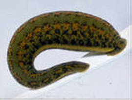 Пиявка медицинская в Красноярске