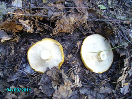 Gruzdi-chernye-solenye-bochkovye-7