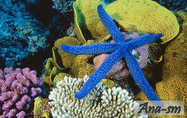 Лот книг по дайвингу, погружению в воду 3