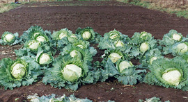 Капуста крупным оптом от производителя с доставкой 2