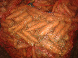 Морковь тупоносая оптом 2