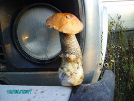 Griby-sushenye-Podosinoviki-7