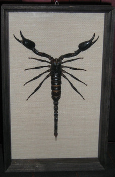 Скорпион в рамке за стеклом. Экзотический подарок.