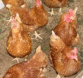 домашние куры