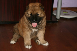 Щенки кавказской овчарки